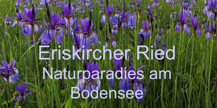 Titel Multimedia-Schau Irisblüte